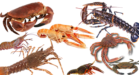 Crustacés  & Coquillages